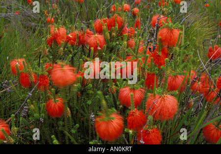 Sumpf Bottlebrush Beaulortia Sparsa South West Western Australia Stockfoto