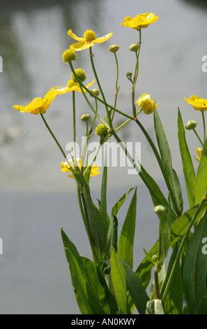 Große oder größere Spearwort Ranunculus Lingua Butterblume Stockfoto