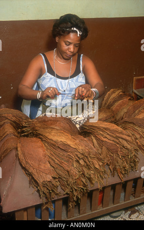 Frau, die mit Tabak verlässt die Partagas Zigarrenfabrik in Havanna, Kuba. Stockfoto