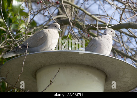 Eurasian collared Doves Streptopelia Decaocto auf Straßenlaterne Haddenham Cambridgeshire England Stockfoto