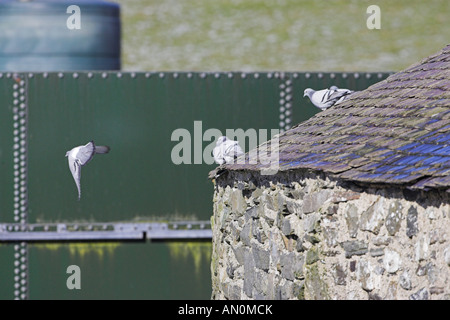 Felsen-Taube Columba Livia in Hof Islay Schottland Stockfoto