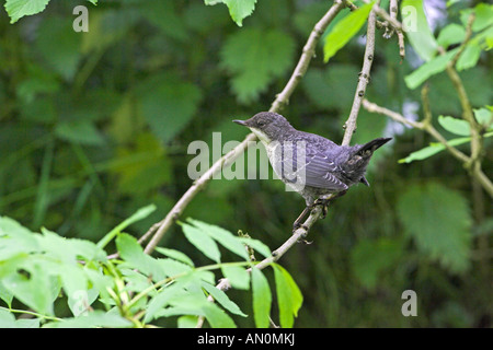 Weißer-throated Schöpflöffel Cinclus Cinclus juvenile Lathkill Dale Peak District Nationalpark Derbyshire England Stockfoto