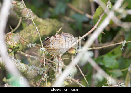 Heckenbraunelle Prunella Modularis thront im Weißdorn Dartmoor National Park Devon England Stockfoto