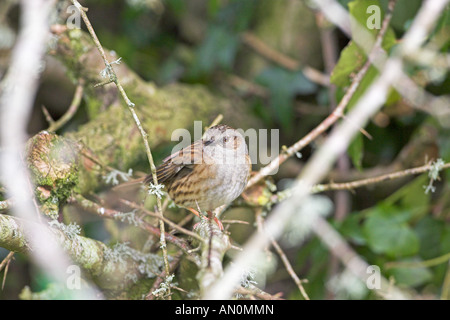 Heckenbraunelle Prunella Modularis thront im Weißdorn Dartmoor National Park Devon England Stockfoto