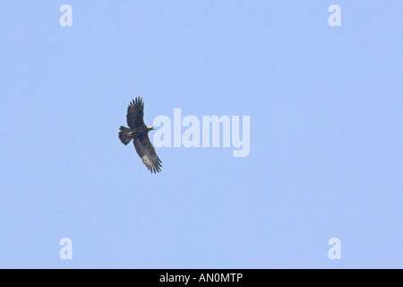 Steinadler Aquila Chrysaetos Erwachsenen im Flug Korsika Frankreich Stockfoto