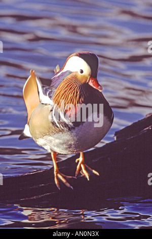 Mandarinente Aix Galericulata männlichen Eyeworth Teich New Forest Nationalpark Hampshire England Stockfoto