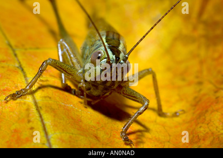 Extrem detaillierte schließen sich einer britischen native Heuschrecke auf einem Blatt Stockfoto