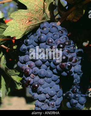 CABERNET SAUVIGNON TRAUBEN WSU VERLÄNGERUNG FORSCHUNGSZENTRUM PROSSER-WASHINGTON-EXPERIMENT-STATION Stockfoto