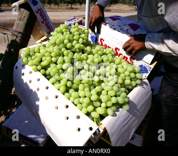 VERPACKUNG THOMPSON TABELLE KERNLOSE TRAUBEN CALIFORNIA Stockfoto