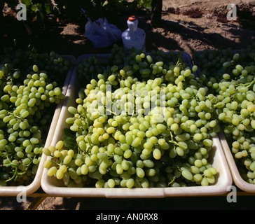 VERPACKUNG THOMPSON TABELLE KERNLOSE TRAUBEN FRESNO CALIFORNIA Stockfoto