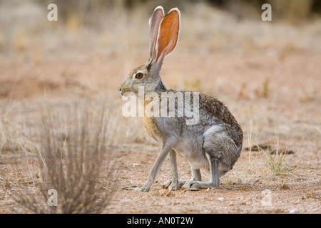 Antilope Jackrabbit Lepus Alleni Oracle Pinal County Arizona USA 23 Juli Erwachsenen Leporidae Stockfoto