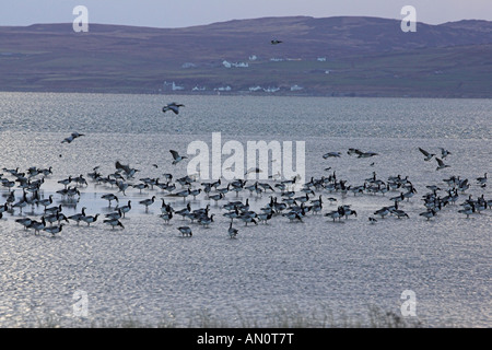 Nonnengans Branta Leucopsis Ankunft Nacht Roost am Loch Indaal Islay Schottland Stockfoto