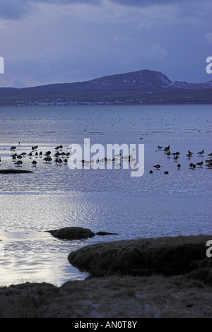 Nonnengans Branta Leucopsis bei Nacht Quartier am Loch Indaal Islay Schottland Stockfoto