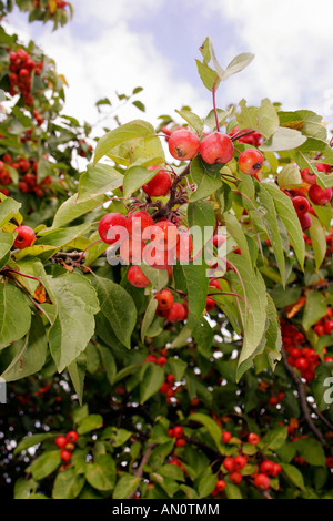 MALUS RED SENTINEL. CRAB APPLE. Stockfoto