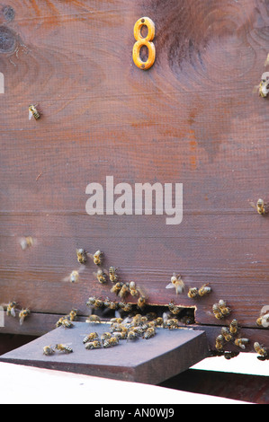 Eine Biene Bienenstock Bienenstock im Garten. Detail der Eingang mit Bienen fliegen in und out. Durovic Jovo Weingut, Dupilo Dorf, Weinregion südlich von Podgorica. Vukovici Durovic Jovo Weingut in der Nähe von Dupilo. Montenegro, Balkan, Europa. Stockfoto