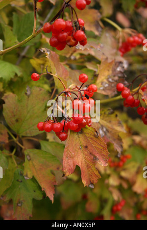 VIBURNUM OPULUS. NOTCUTTS VIELFALT IM HERBST. Stockfoto