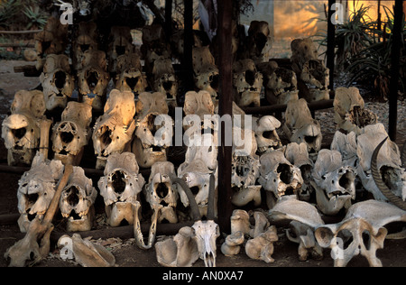 Mhkaya Nationalpark ein Stockage Schädel Nashörner von Wilderern getötet Stockfoto