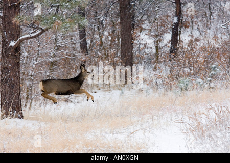 Doe springt durch den Schnee wie Schneeflocken vom Himmel auf einem kalten verschneiten Colorado Wintertag fallen Stockfoto