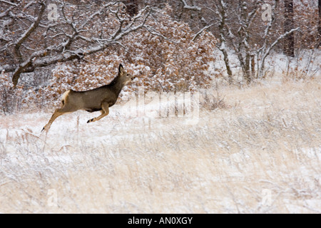 Junge Doe Reh springt durch fallenden Schneeflocken auf einem kalten Colorado Wintertag in der Wildnis Stockfoto