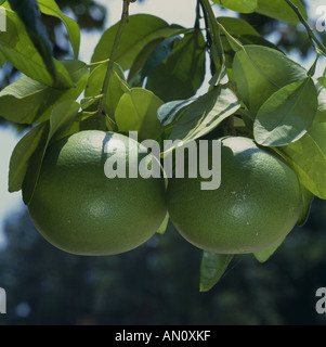 NAHAUFNAHME VON GRÜNE GRAPEFRUIT HÄNGEN AM BAUM CITRUS PARADISI GEORGIEN Stockfoto