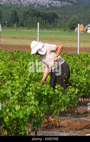 Ein Weinberg Arbeitnehmerin tendenziell die Reben mit einem Werkzeug. Kopf durch eine Sonne Schatten vor der Hitze geschützt. FIDAL Rebe Kindergarten und Weingut, Zejmen, Lezhe. Albanien, Balkan, Europa. Stockfoto