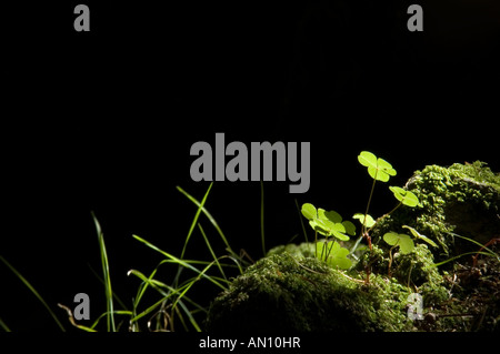 Kleeblätter und Grashalme stehend gegen schwarze in einem Wald Stockfoto