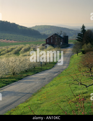 KIRSCHGARTEN IN BLOSSOM PENNSYLVANIA Stockfoto