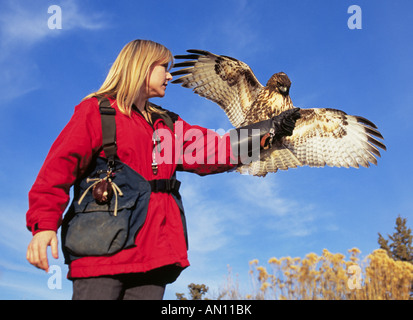 Ein Falkner fliegt ihr red tailed Hawk auf die Kaninchen-Jagd in der Wüste in der Nähe von Bend Oregon Sport Falknerei Stockfoto