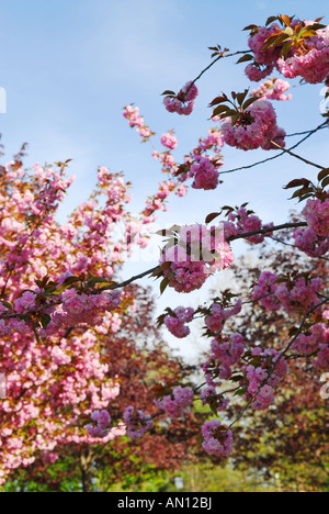 Blühenden Apfelbäumen mit rosa Blüten im Frühjahr Stockfoto