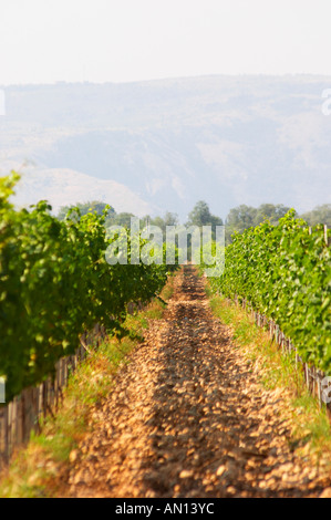 Das Weingut mit Reben auf der Ebene in der Nähe von Mostar mit der Bergkette im Hintergrund. Vranac Traube Vielzahl. Typische rot r Stockfoto