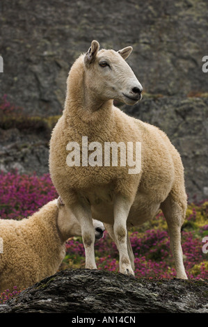 Welsh Pantoletten aus Welsh Mountain Mutterschafe gezeugt von blauen konfrontiert Leicester Ram auf moorland Stockfoto