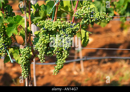 Reben im Weinberg. Trauben am Rebstock. Große Trauben kurz vor Veraison (Trauben unter Farbe), haben einige Trauben Alr Stockfoto