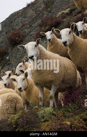 Welsh Pantoletten aus Welsh Mountain Mutterschafe gezeugt von blauen konfrontiert Leicester Ram auf moorland Stockfoto
