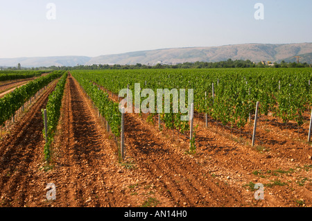 Das Weingut mit Reben auf der Ebene in der Nähe von Mostar mit der Bergkette im Hintergrund. Vranac Traube Vielzahl. Typische rot r Stockfoto