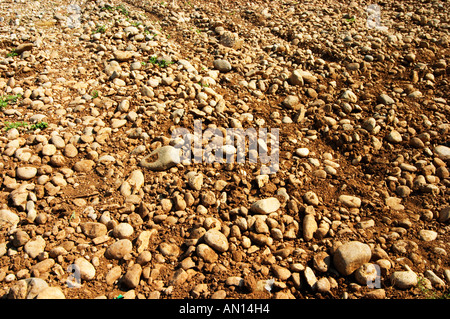 Typische rote rötlichen Sand sandigen Lehmboden vermischt mit Kiesel Steinen Steinen in unterschiedlicher Höhe. Weinberg in der Ebene in der Nähe von Mostar c Stockfoto