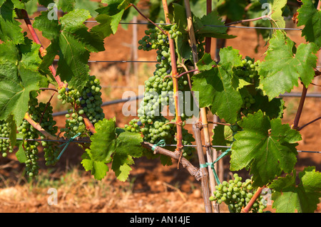 Trauben am Rebstock. Große Trauben kurz vor Veraison (Trauben unter Farbe), haben einige Trauben bereits verändert Farbe aus Stockfoto