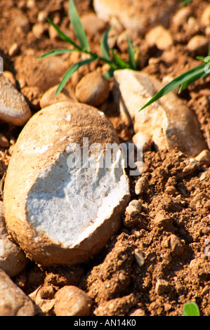 Typische rote rötlichen Sand sandigen Lehmboden vermischt mit Kiesel