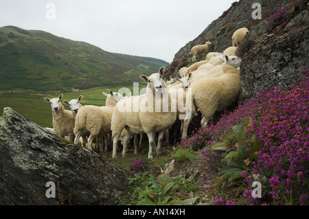 Welsh Pantoletten aus Welsh Mountain Mutterschafe gezeugt von blauen konfrontiert Leicester Ram auf moorland Stockfoto