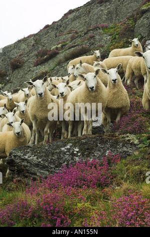 Welsh Pantoletten aus Welsh Mountain Mutterschafe gezeugt von blauen konfrontiert Leicester Ram auf moorland Stockfoto