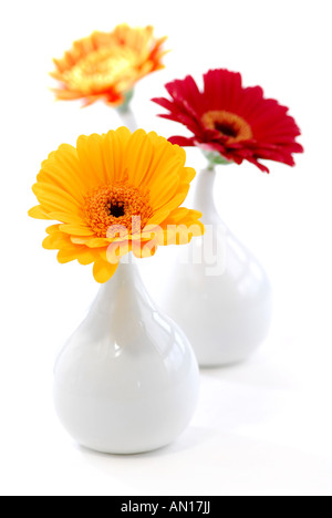 Drei Vasen mit Gerbera Blumen isoliert auf weißem Hintergrund als Interior-Design-element Stockfoto