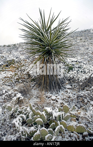 USA, New Mexiko, Carlsbad. Kaktus im Schnee in Chihuanhuan-Wüste von New Mexico, in der Nähe von Carlsbad. Stockfoto