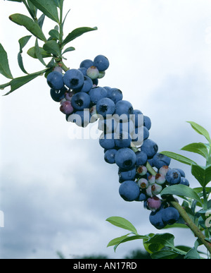 NAHAUFNAHME VON CLIMAX HEIDELBEEREN AUF DIE BUSH-GEORGIEN Stockfoto