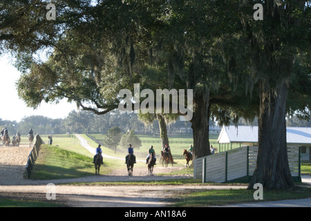 Ocala Florida, Racehorse Gestüt, Stall gewidmet Ausbildung einjährige Vollblut Rennpferde, domestizierte Tiere, Pferde, Besucher reisen Reise zu Stockfoto