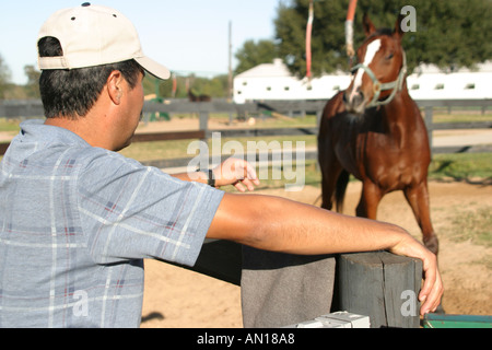 Ocala Florida, Racehorse Gestüt, Stall gewidmet Ausbildung einjährige Vollblut Rennpferde, domestizierte Tiere, Pferde, Besucher reisen Reise zu Stockfoto