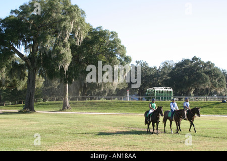 Ocala Florida, Racehorse Gestüt, Stall gewidmet Ausbildung einjährige Vollblut Rennpferde, domestizierte Tiere, Pferde, Besucher reisen Reise zu Stockfoto