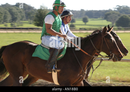 Ocala Florida, Racehorse Gestüt, Stall gewidmet Ausbildung einjährige Vollblut Rennpferde, domestizierte Tiere, Pferde, Besucher reisen Reise zu Stockfoto