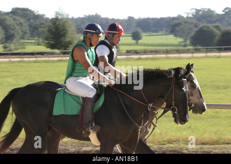 Ocala Florida, Racehorse Gestüt, Stall gewidmet Ausbildung einjährige Vollblut Rennpferde, domestizierte Tiere, Pferde, Besucher reisen Reise zu Stockfoto