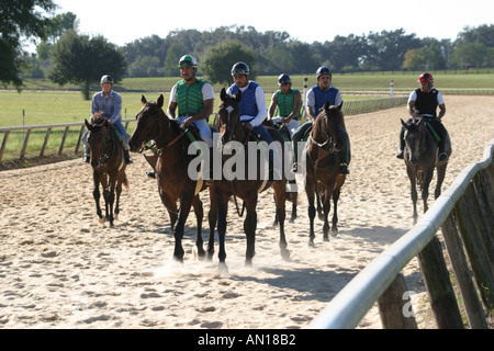 Ocala Florida, Racehorse Gestüt, Stall gewidmet Ausbildung einjährige Vollblut Rennpferde, domestizierte Tiere, Pferde, Besucher reisen Reise zu Stockfoto