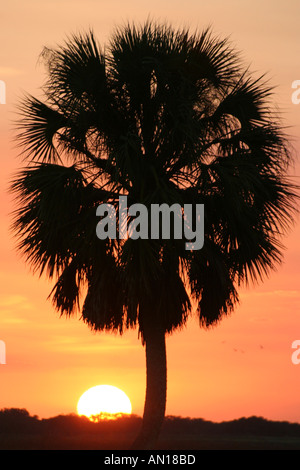 Florida Okeechobee County, sabal Palmetto bei Sonnenuntergang, landschaftlich, Natur, Natur, Landschaft, Landschaft, Natur, Natur, entlang US 98, Besucher reisen Reise Stockfoto