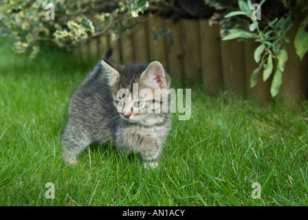 inländische Mischling Kitten Haustier Katze Stockfoto